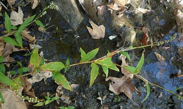 Persicaria lapathifolia Plant
